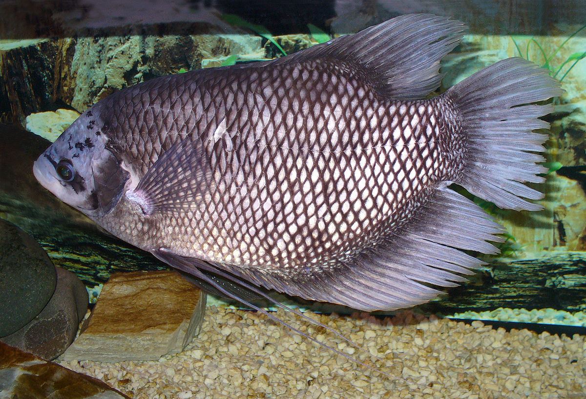 Berapa Lama Ikan Lele Bertelur? Panduan Lengkap Budidaya & Peluang Bisnis
