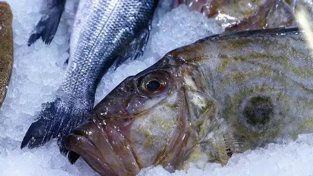 Ikan Meka Manfaat Ciri Harga Dan Cara Mendapatkan Produk Berkualitas Dari Meatfish