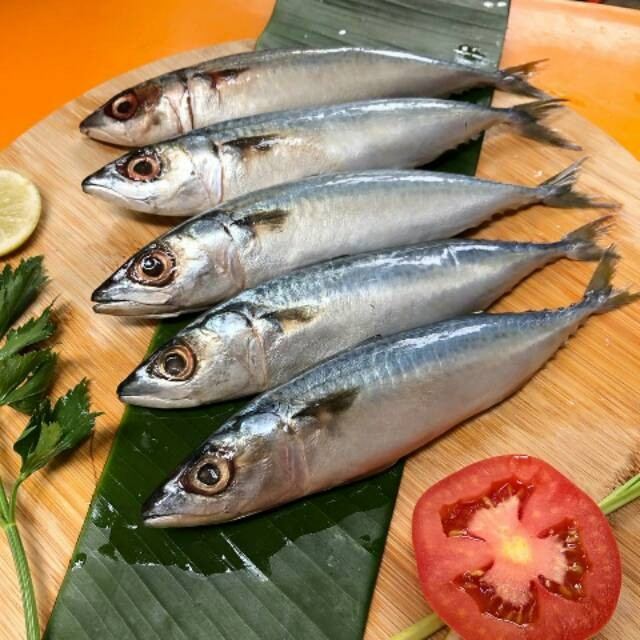 Sejarah Ikan Salem Dari Masa Kemasa