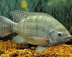 Apa Itu Ikan Tilapia
