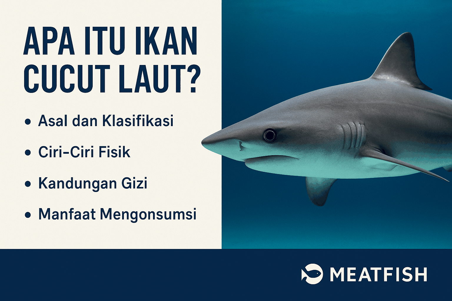 Apa Itu Ikan Cucut Laut? Fakta Menarik dan Manfaatnya