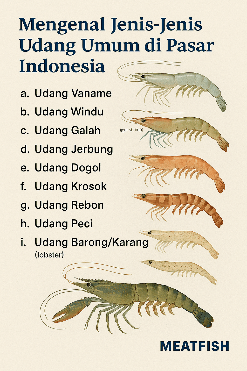 Jenis Jenis Udang