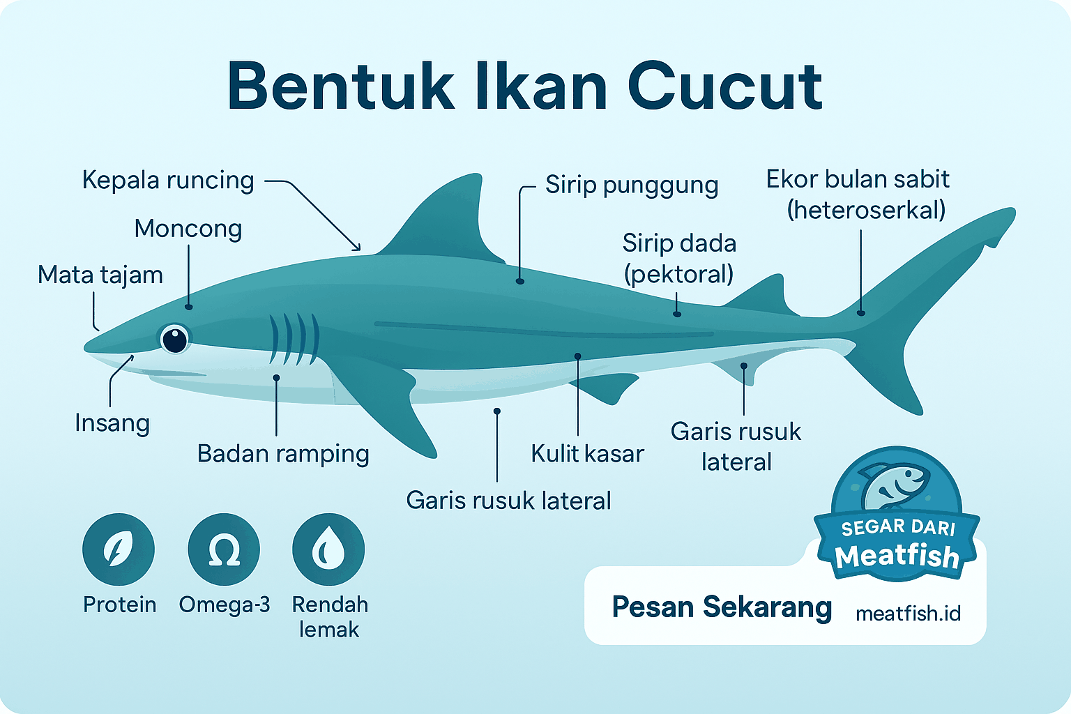 Bentuk Ikan Cucut Ciri Unik Manfaat Dan Kualitas Terbaik Dari Meatfish