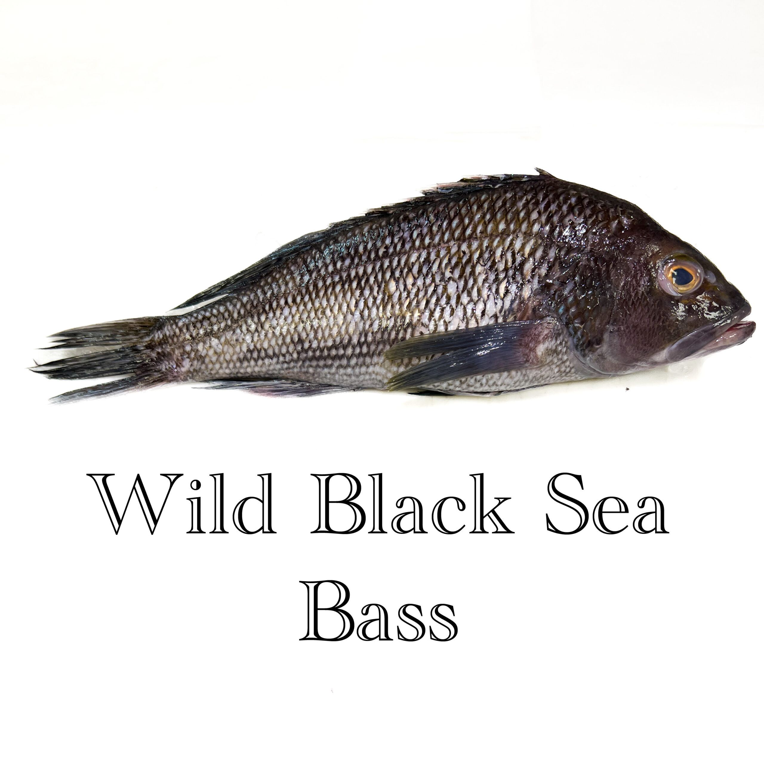 Harga Sea Bass Indonesia