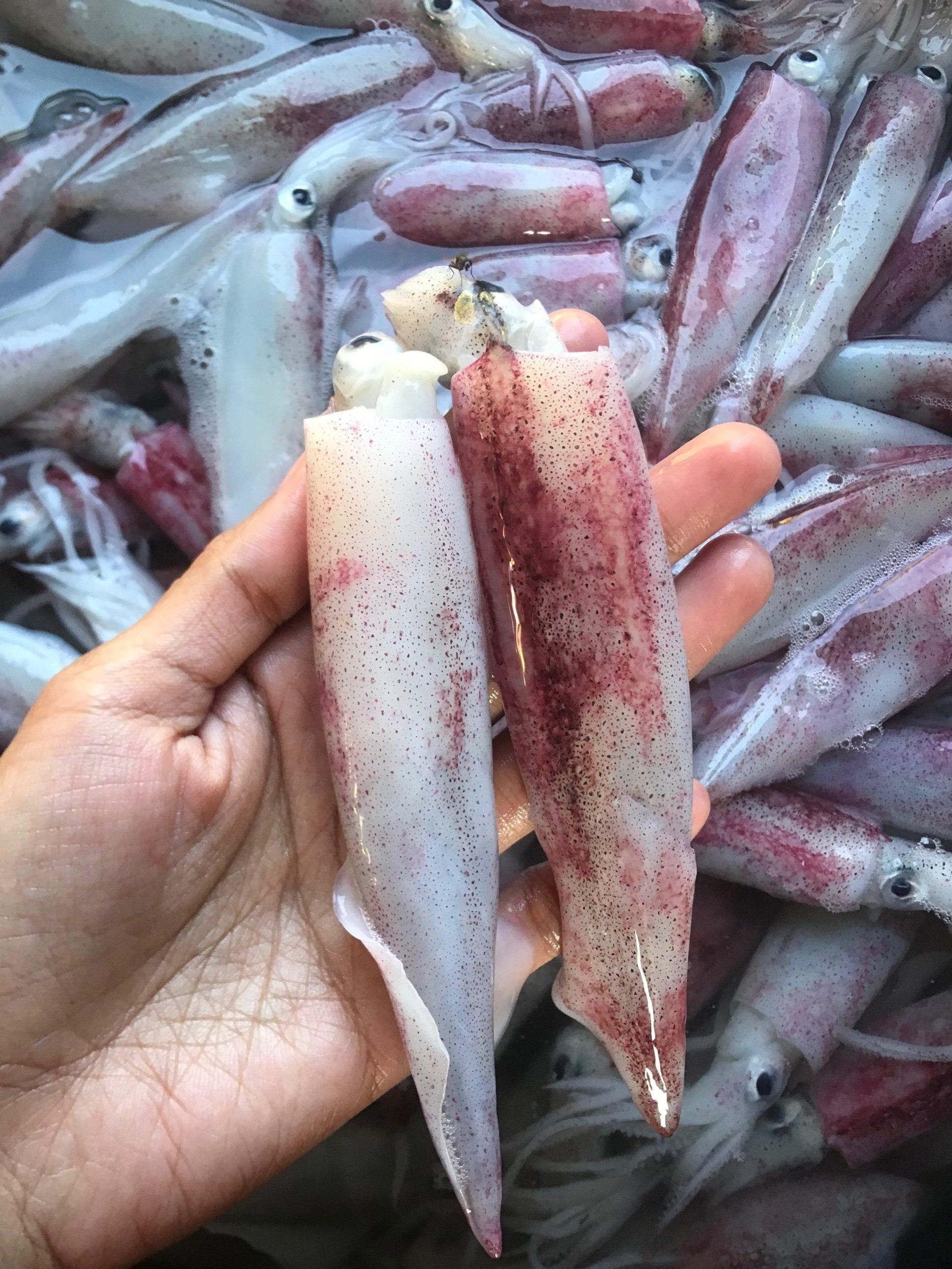 Makan Cumi Mentah