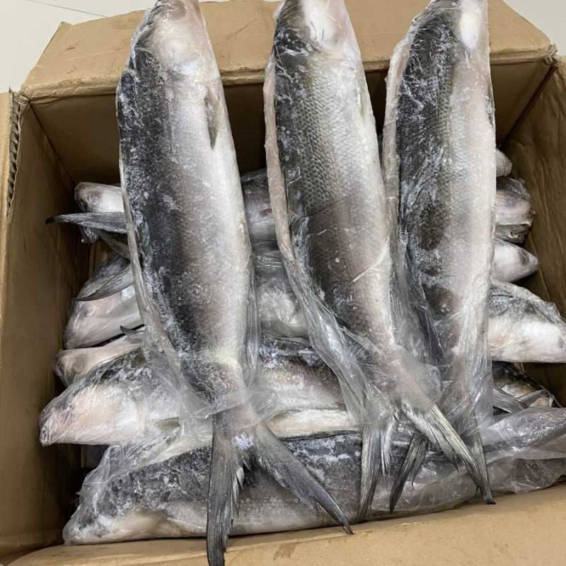 Bandeng Cabut Duri Solusi Ikan Praktis Bergizi Dan Bernilai Bisnis Tinggi