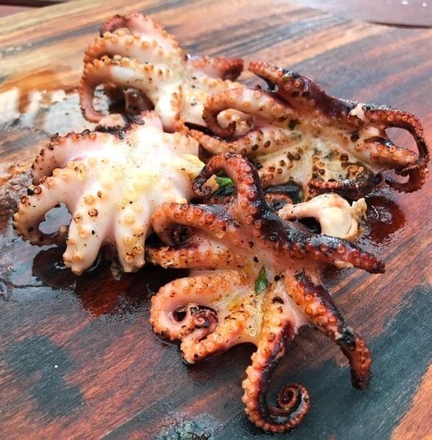 Harga Baby Octopus