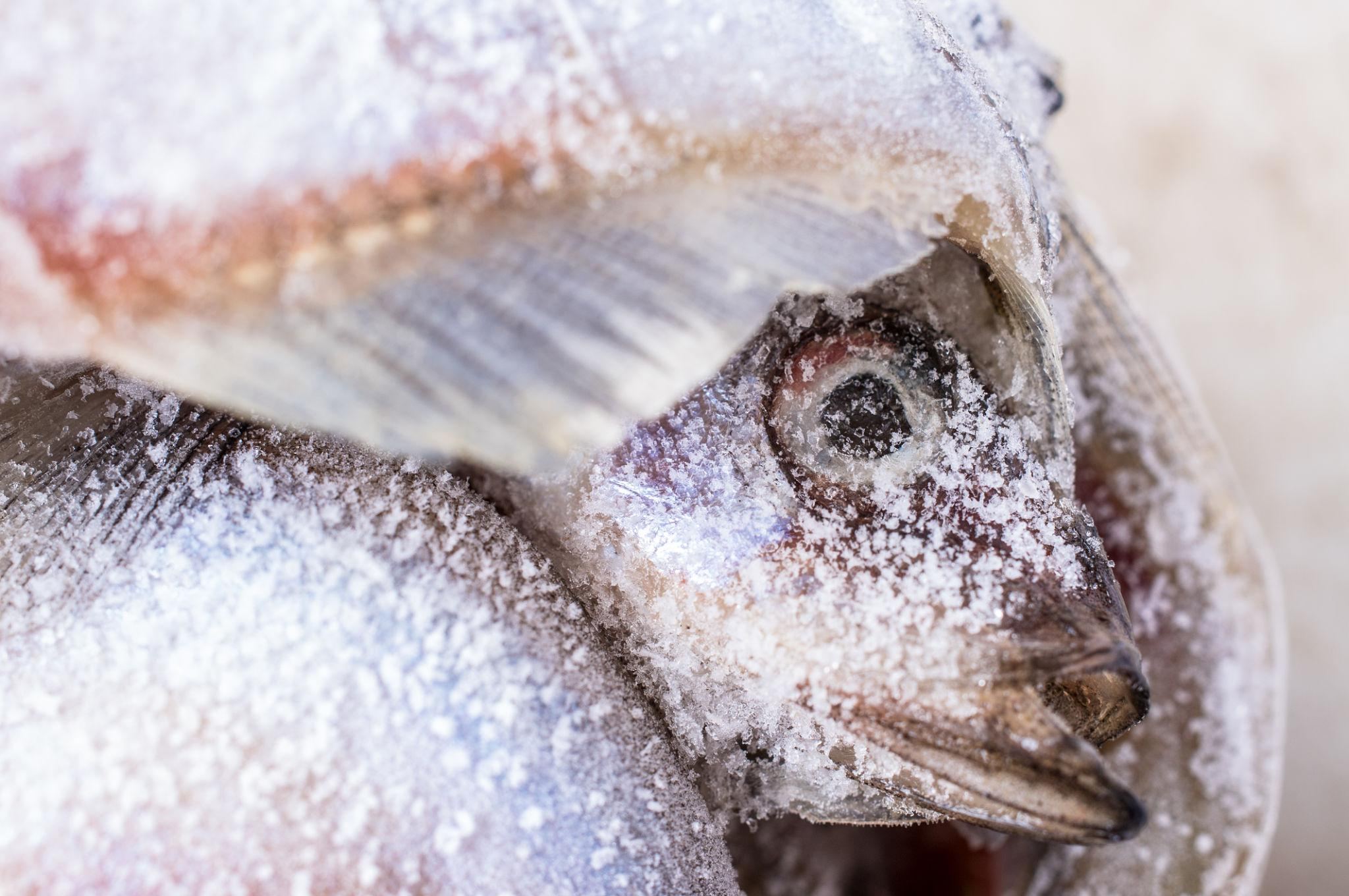 Apakah Ikan Beku Bisa Rusak Tanpa Terlihat