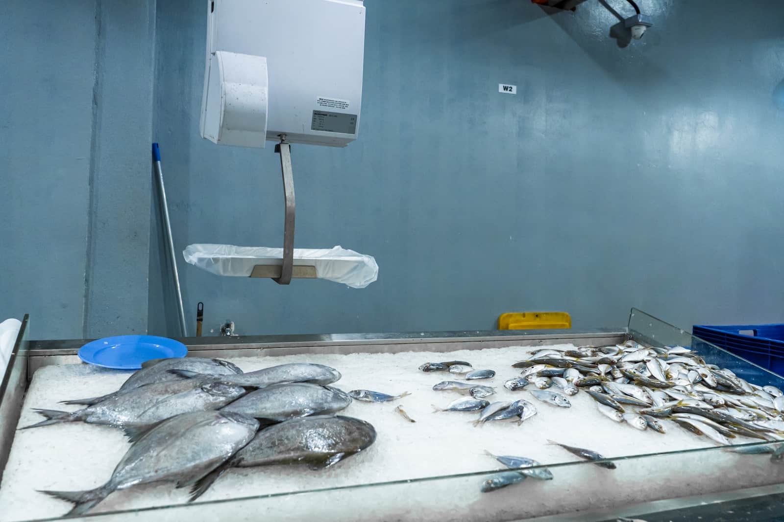 Apakah Ikan Harus Dicuci Sebelum Masuk Freezer? Panduan Lengkap untuk Pebisnis Makanan Beku