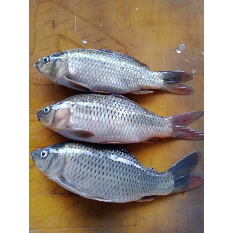 Pusat Penjualan Ikan Segar di Bekasi: Pilihan Terbaik untuk Kebutuhan Anda