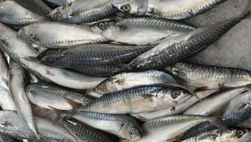 Kenapa Ikan Beku Bisa Berbau Menyengat