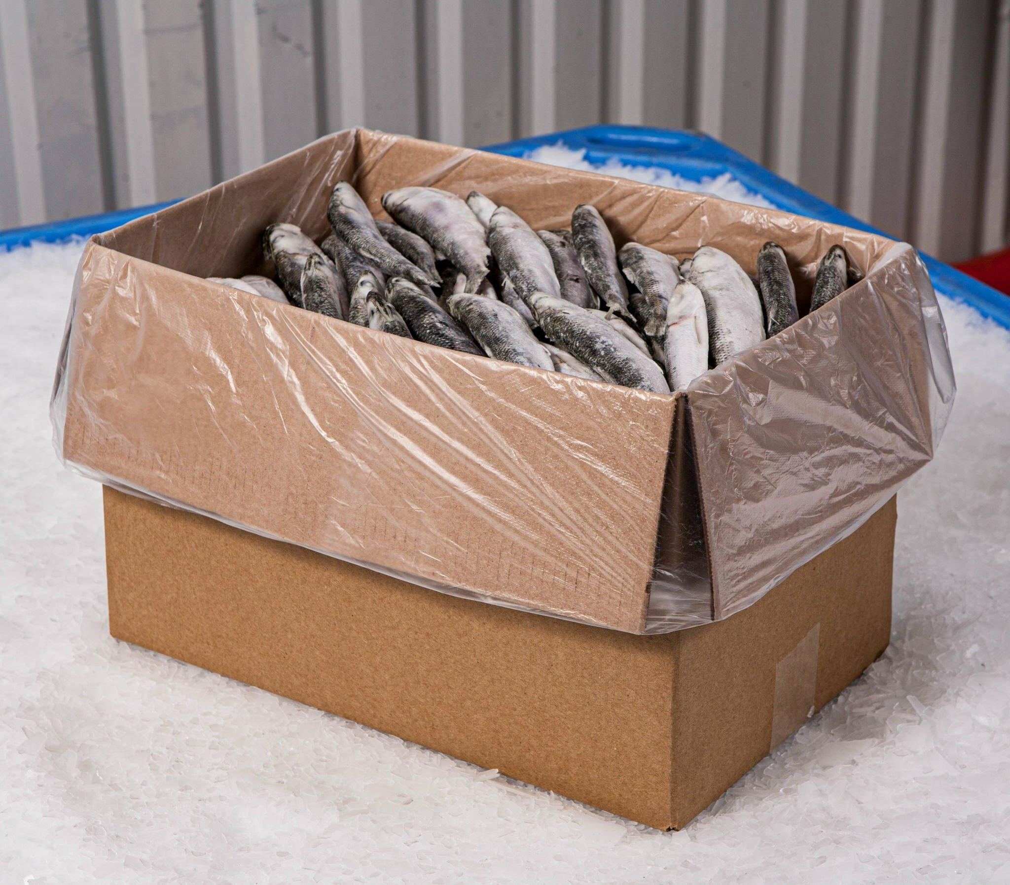Jual Pangasius Fillet Frozen